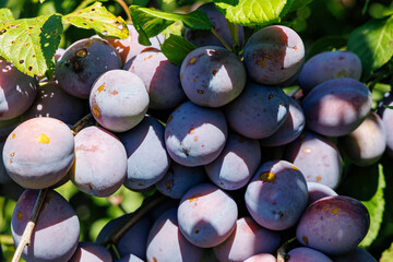 Poster - Freshly harvested purple plums hanging from branches in a sunlit orchard during late summer