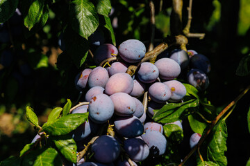 Aufkleber - Clusters of ripe plums hanging on branches in a sunny orchard during summer