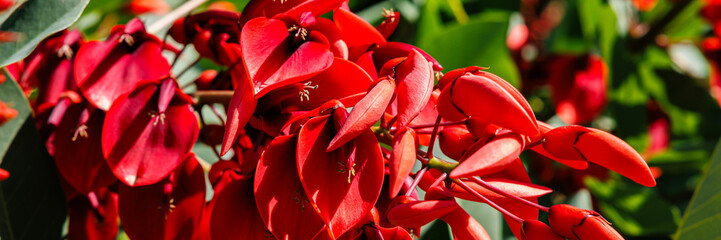 Poster - Vibrant coral tree blossoms in bloom at daytime