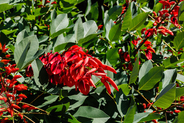 Poster - Vibrant red blossoms emerge among lush green foliage in bright sunlight