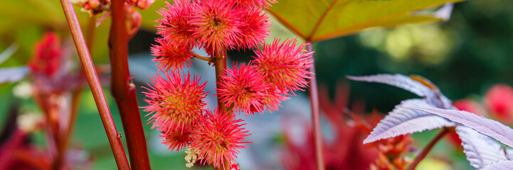 Poster - Bright pink seed clusters growing on a vibrant plant in a lush garden during mid-afternoon