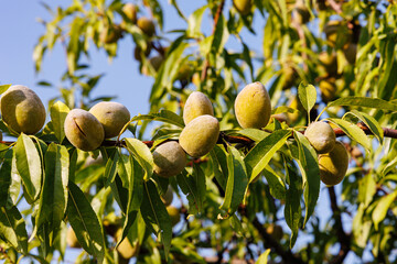 Poster - Ripe almonds grow on tree, close up. Almond shell inside its green husk. Mature open almond nut grows on branch of almond tree on blue sky background.