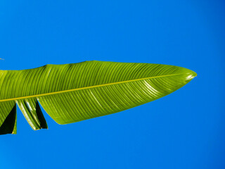 green leaf on blue sky