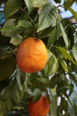 Wall Mural - orange sweet,juicy fruits hanging in fruit tree