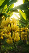 © bastet - Ripe bananas growing on tree under sunlight in tropical plantation