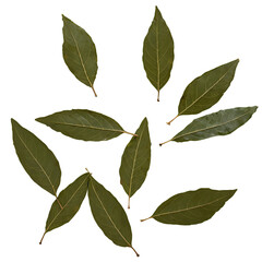 Wall Mural - bay leaves isolated on transparent background
