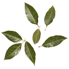 Wall Mural - bay leaves isolated on transparent background