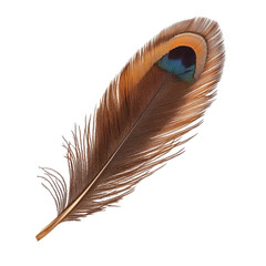 Poster - Beautiful peacock feather showcasing vibrant colors and intricate patterns near natural setting during daylight