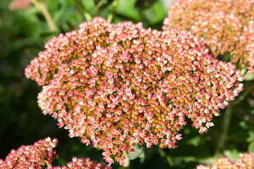 hylotelephium spectabile, sedum or ice plant illuminated by the sun
