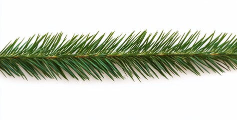 close-up of a vibrant green pine branch isolated on a white background.
