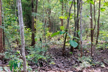 tropical forest landscape in northern thailand