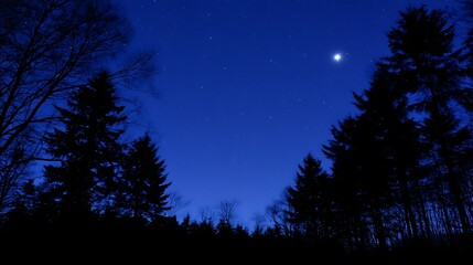 Wall Mural - Starry night above the dark forest
