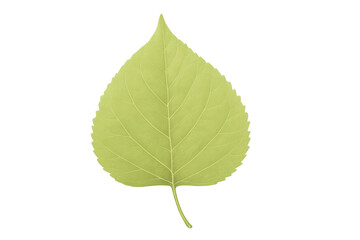 Aufkleber - Detailed green poplar leaf graphic, rendering delicate venation patterns against transparent backdrop, showcasing natural botanical design