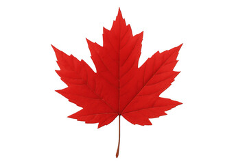 red maple leaf isolated on transparent background, symbolizing canada, its nature and autumn foliage