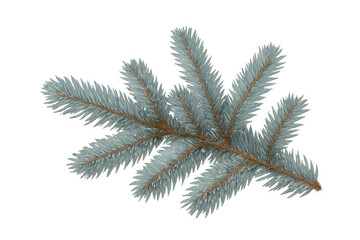 Poster - Realistic 3d rendering of a blue spruce branch with a transparent background, ideal for winter holiday projects