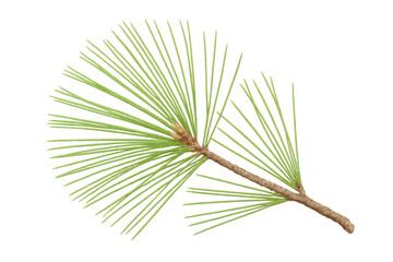 Poster - Vibrant green pine branch isolated, perfect for nature-themed designs and seasonal projects with transparent background
