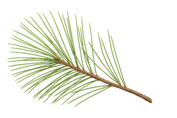 Poster - Fresh green pine tree branch isolated on transparent background, perfect for nature-themed projects