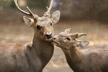 Wall Mural - Bawean deer with mother
