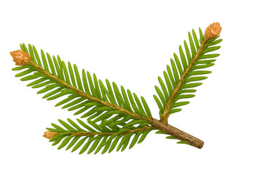 Poster - Fir branch with developing pine cones, botanical detailed illustration, transparent background, natural design element