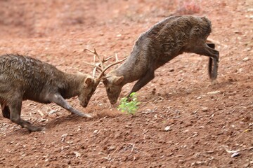 Wall Mural - Male bawean deer fighting in the field