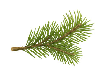 Poster - Verdant spruce branch displaying fresh green needles, transparently rendered for botanical graphic design elements