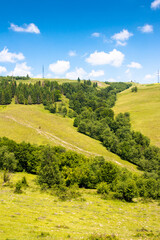 Wall Mural - tranquil countryside landscape with forest on the hill in summer. beautiful scenery view of rural uk