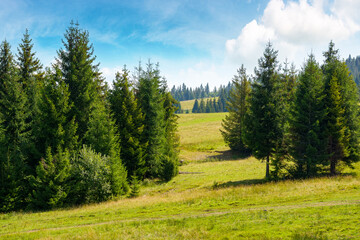 Wall Mural - coniferous forest on the green hill in carpathian mountains. beautiful spruce trees on the grassy me