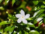Mondokaki Flower (Tabernaemontana Divaricata) in the morning