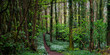 © Westend61 - Scenic view of a lush forest path in Stackpole woods, Pembrokeshire, Wales
