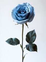 Poster - Single Light Blue Rose with Dark Green Leaves Against White Background