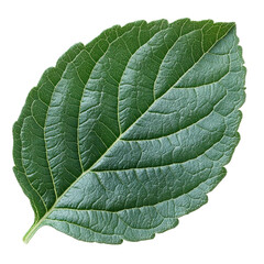 Aufkleber - Single green leaf with detailed, textured surface and visible veins, isolated on transparency background. leaf intricate pattern and vibrant color create natural and fresh appearance