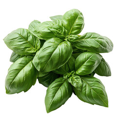 Aufkleber - Fresh bunch of sweet basil with vibrant dark green leaves is isolated on transparency background, showcasing its lush and aromatic qualities