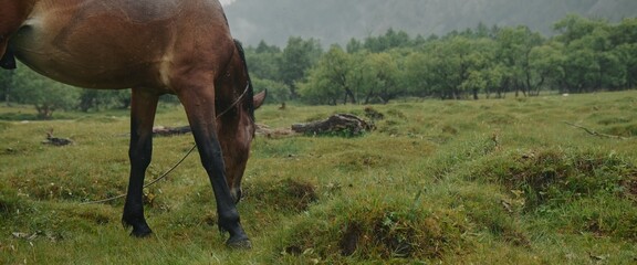in the meadow in scenic background picturesque mist forest, under light rain, beautiful brown horse,
