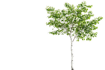 Poster - A young birch tree with vibrant green leaves stands isolated against a solid transparent background background removed