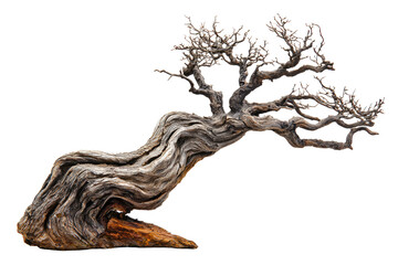 Poster - Ancient bonsai tree with gnarled, twisted branches and weathered trunk, isolated on a transparent background background removed