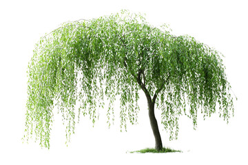Poster - Weeping willow tree with long, cascading branches and vibrant green leaves background removed