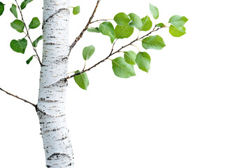 Poster - Birch tree trunk with fresh green leaves on a branch against a transparent background background removed