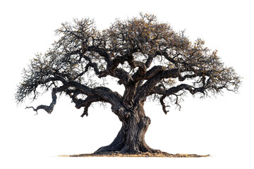 Poster - Ancient, gnarled tree with sprawling branches, isolated on a transparent background background removed