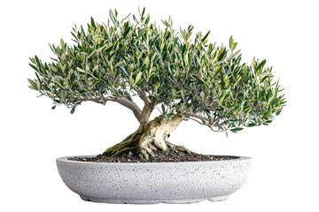 Poster - A meticulously crafted olive bonsai tree, showcasing its intricate branches and vibrant foliage in a stone pot background removed