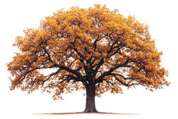 Poster - Majestic autumn oak tree with golden leaves, isolated on a transparent background background removed