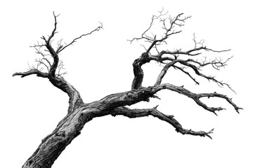 Poster - A grayscale image of a gnarled, leafless tree branch, isolated against a transparent background background removed