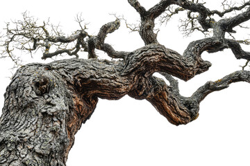 Poster - Ancient gnarled tree branches reaching skyward, showcasing intricate texture and age background removed