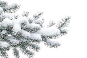 Aufkleber - Snow-covered pine branch, winter scene, isolated on transparent background background removed