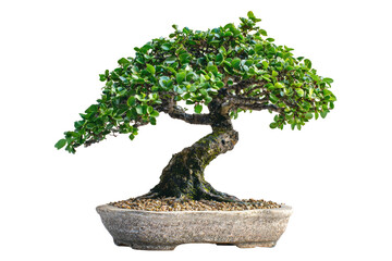 Poster - A meticulously crafted bonsai tree, showcasing its intricate branches and lush foliage in a stone pot background removed
