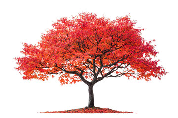 Poster - A majestic tree with vibrant red autumn leaves stands tall, showcasing nature's beauty background removed