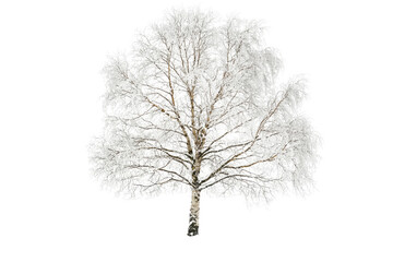 Aufkleber - Snow-covered birch tree, winter scene, isolated on transparent background background removed