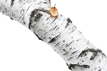 Poster - Close-up of birch tree bark texture with a single, dried leaf background removed