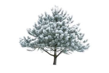 Poster - A snow-covered pine tree, isolated on a transparent background, showcasing winter's beauty background removed