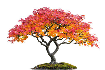 Poster - Autumnal bonsai tree with vibrant red and orange leaves, a miniature masterpiece of nature background removed