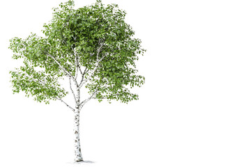 Poster - A single birch tree with lush green leaves and a white bark stands isolated against a muted transparent background background removed